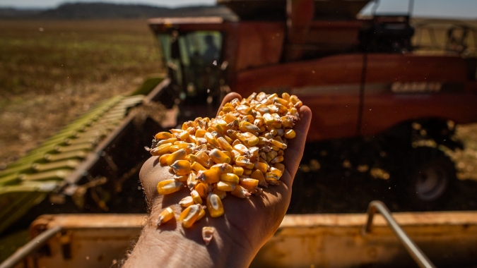 Colheita do milho passa de 58% e Conab com boas produtividades em Mato Grosso, mas quedas em Tocantins, Maranhão e Piauí