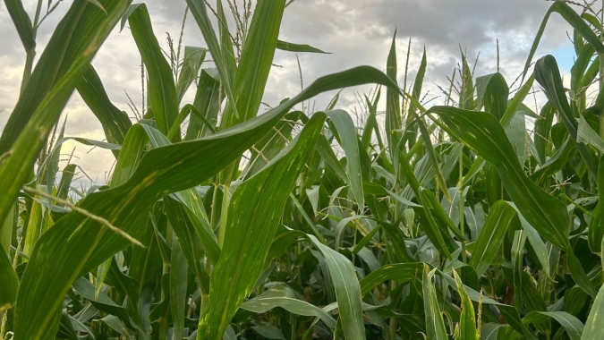 Chuva escassa piora condição da segunda safra de milho do Paraná, diz Deral