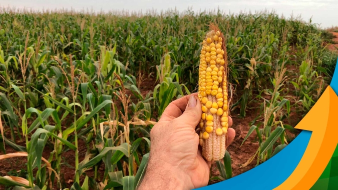 Dr. Camargo/PR sofreu com o clima e espera quebra de 30% no milho