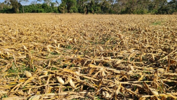 Famasul alerta para dificuldades na colheita do milho após ventania que tombou lavouras no MS