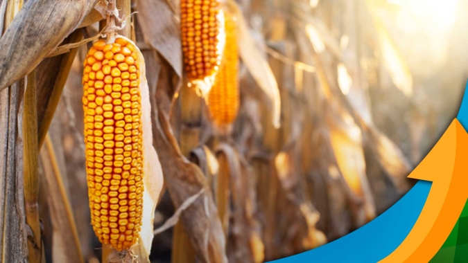 Cotações do milho despencam após USDA aumentar área e estoques dos EUA
