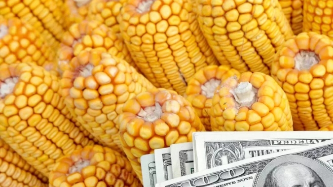Milho: USDA aumenta safra dos EUA e China e preços despencam em Chicago e na B3