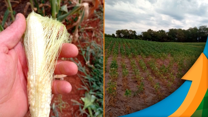 Fecoagro RS recomenda que municípios atingidos pela seca decretem estado de emergência para viabilizar acesso de produtores à programas de auxílio