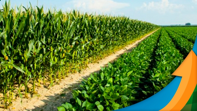 Sistema intensivo de cultivo permite várias safras no mesmo ano, mas demanda certas atenções aos produtores