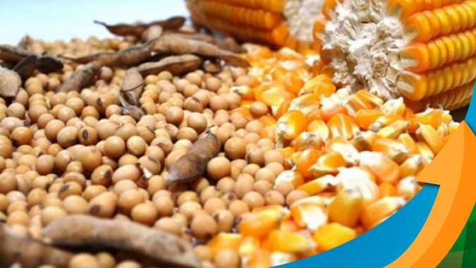 Contas no Vermelho: quebra de produtividade e preços baixos trouxeram prejuízo no ciclo 23/24 de soja e milho