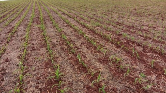 Plantio da segunda safra de milho chega a 0,8% no Brasil