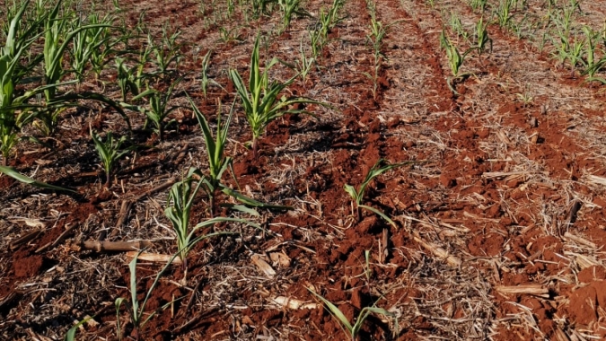Deral indica que 43% das lavouras de milho do Paraná não estão em boas condições