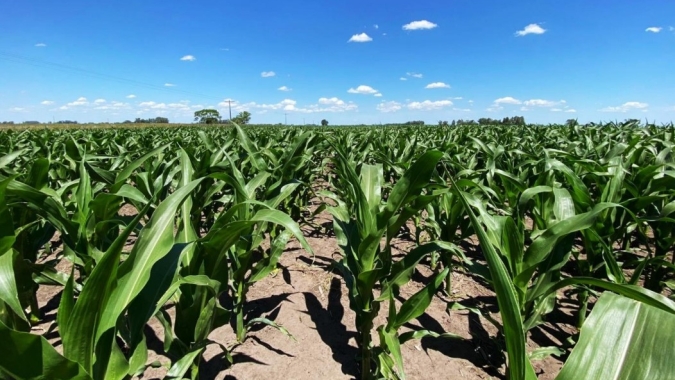 Imea revisa área e Mato Grosso deverá plantar 7,31% menos milho em 2024