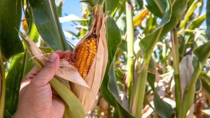 Relatório baixista do USDA pressionou quedas do milho em Chicago nesta 5ªfeira