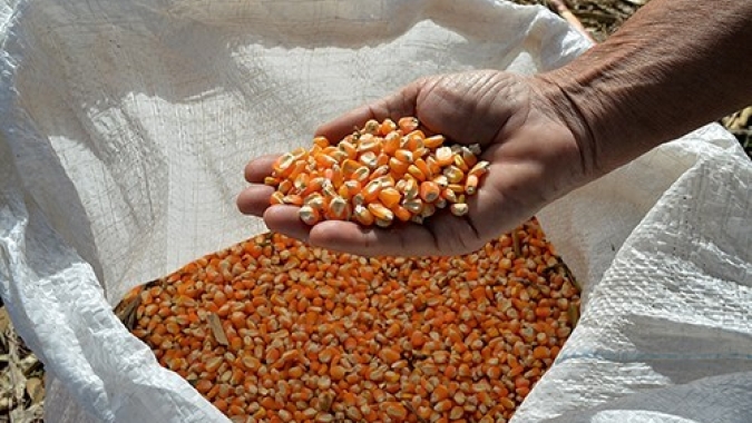 Imea indica preço do milho no Mato Grosso 16% maior do que em setembro/23