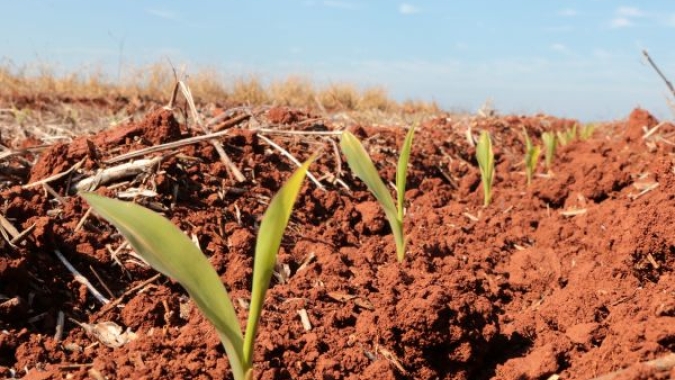 Plantio do milho verão chega a 17,6% e segue acima da média histórica, mas clima limita avanço no Sul
