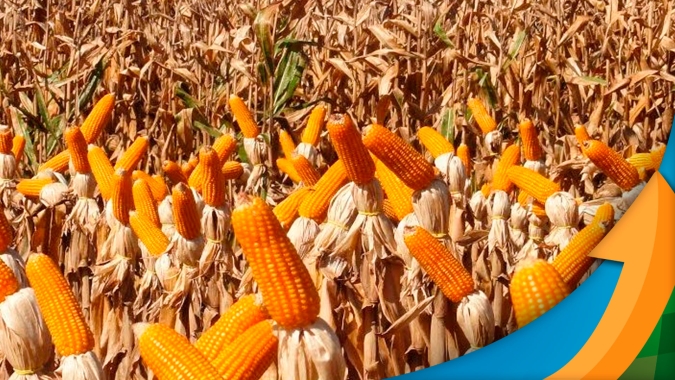 São Gabriel do Oeste/MS já colheu metade do milho e vai confirmando queda de 50% na produção