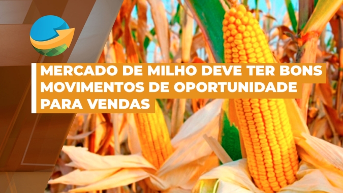 Mercado de milho deve ter bons movimentos de oportunidade para vendas entre setembro e outubro