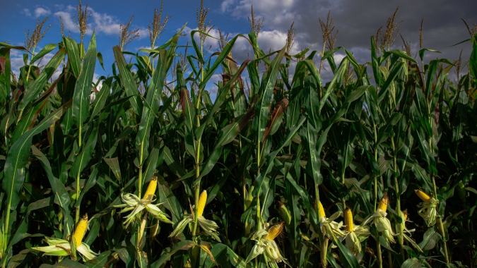 Com fertilizante em 40% do custeio e preço abaixo do custo total, safrinha de milho exige eficiência