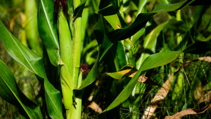 Chuvas ajudam milho do Mato Grosso e Paraná, mas afetam trabalhos em Goiás e Mato Grosso do Sul, aponta a Conab