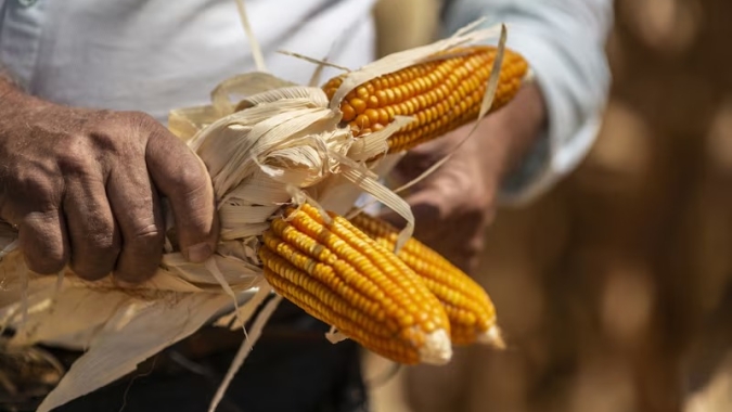 Milho fecha a sexta-feira com B3 em campo misto, mas acumula perdas de até 1,6% ao longo da semana