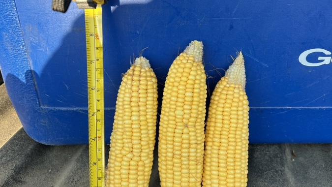 Observações do Pro Farmer sustentam altas do milho em Chicago nesta segunda-feira