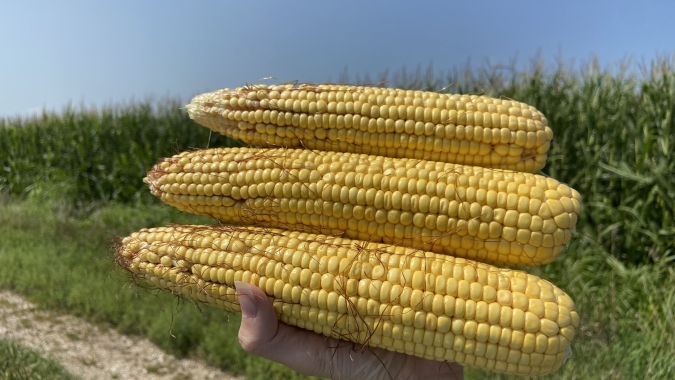 Pro Farmer: Indiana e Nebraska têm produtividade esperada para o milho mais alinhada com o USDA