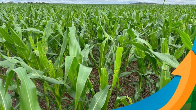 Produtores de Darcinópolis (TO) lutam contra ataques da lagarta do cartucho no milho safrinha