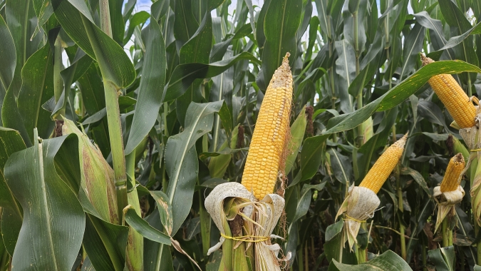 Em cenário de incertezas com gripe aviária, o Brasil pode colher recorde de 112,9 milhões de toneladas de milho na segunda safra, avalia Agroconsult