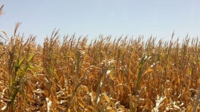 Seca na Argentina abala agricultores e gera perdas de bilhões de dólares