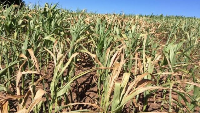 El Niño forte aumenta riscos para a safra brasileira no fim de 2026, aponta StoneX