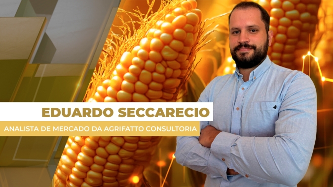 Colheita do milho vai se intensificar em julho e preços devem sentir a pressão no mercado brasileiro