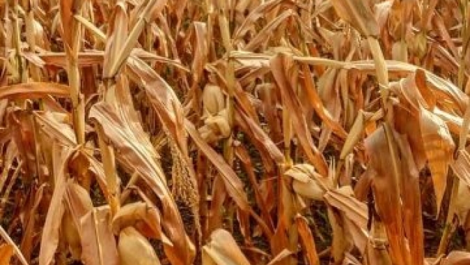 Estiagem em SC: prejuízos na agricultura superam R$ 4,2 bilhões com inclusão das perdas com a maçã