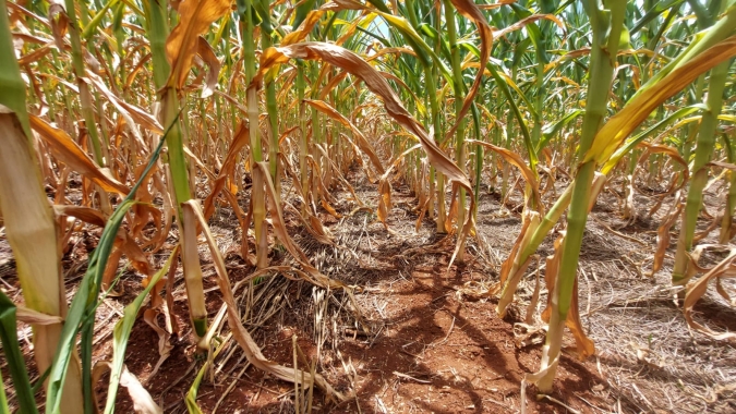Rio Grande do Sul já colheu 57% do milho e perdas se intensificam, aponta Emater