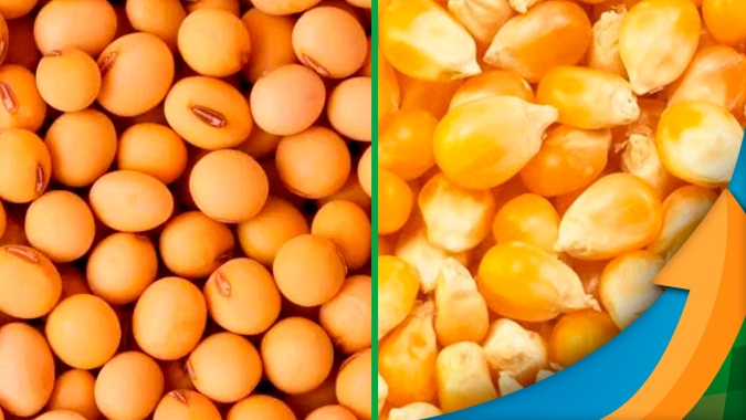 Fecoagro/RS aponta redução na rentabilidade da soja e do milho, e aconselha uso racional de insumos