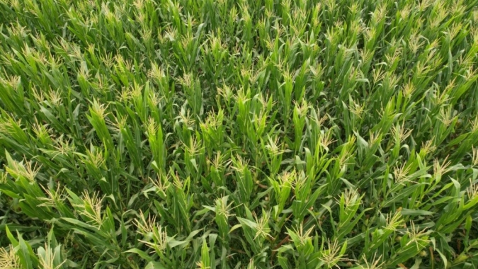 Argentina vai plantar mais milho e colher safra maior do que o esperado, aponta Bolsa de Buenos Aires