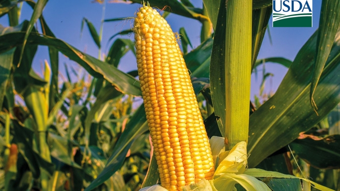 USDA informa mais uma venda de milho para o México nesta 4ª feira