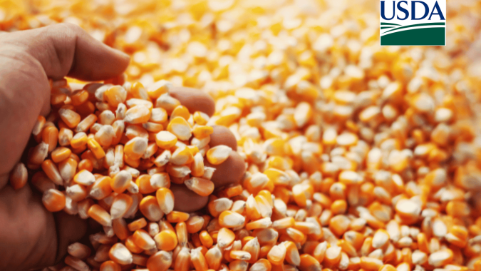 USDA informa venda de milho ao Japão com volumes da safra 27/28