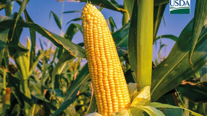 USDA informa venda de 612 mil t de milho para a China nesta 3ª