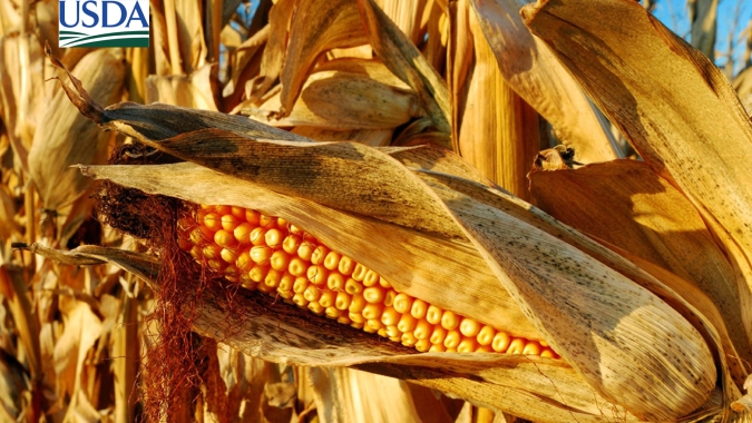 Milho: USDA aumenta produção e estoques globais, enquanto aumenta exportações dos EUA