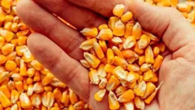 Milho: USDA estima safra 2024/25 mundial menor do que a anterior
