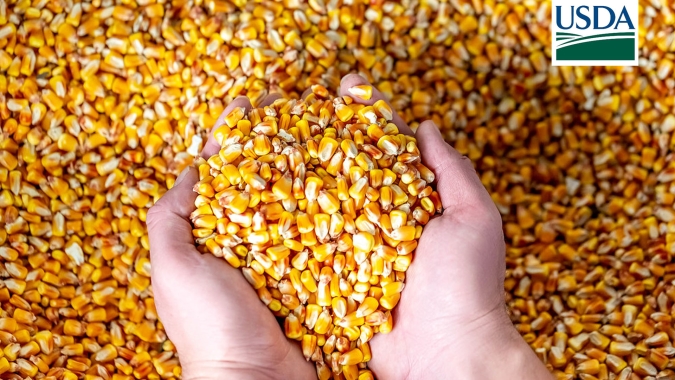 USDA informa nova venda de milho 24/25 nesta 5ª feira (12)