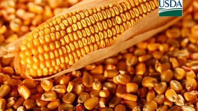 USDA informa nova venda de milho a destinos não revelados nesta 3ª (28)