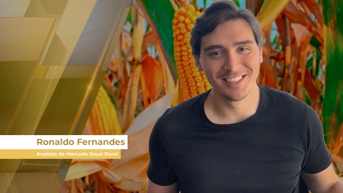B3 antecipa movimento de queda dos preços do milho que ainda não apareceu no mercado físico