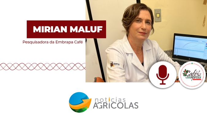 Cultivar sem cafeína mantém atributos sensoriais e qualidade da bebida? Embrapa e IAC mostram que sim