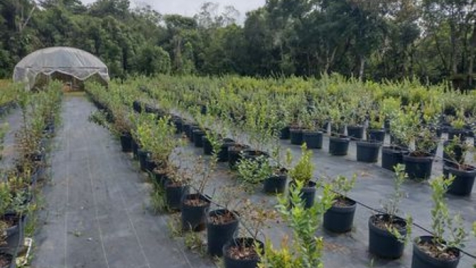 Casal de agricultoras investe em mirtilo no Distrito de Parelheiros, zona sul de São Paulo