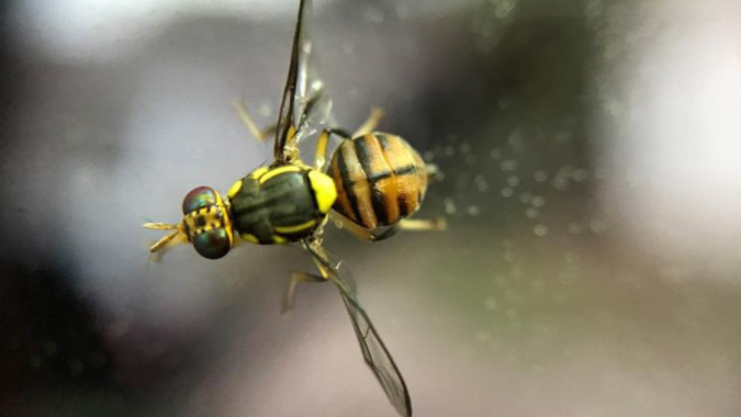 Mapa publica consulta pública para definir procedimentos operacionais para as ações da mosca-da-carambola