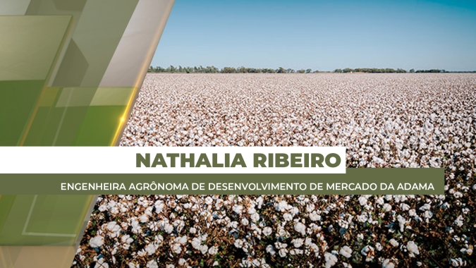Produtores de algodão iniciam manejo contra doenças