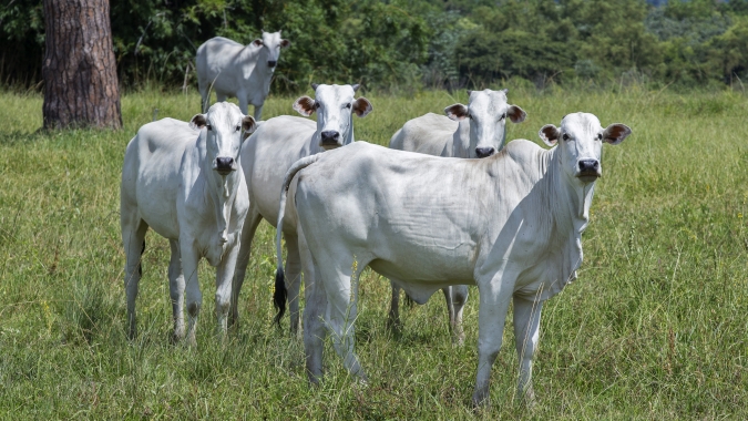 Agrobrazil: Semana foi marcada por uma recuperação consistente nos preços fora do eixo paulista