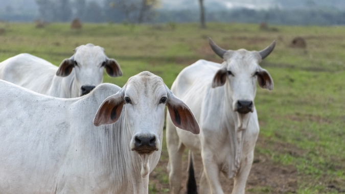 Boi/Cepea: Abates são recordes para o primeiro trimestre