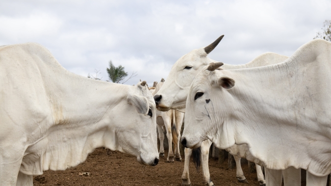 Agrobrazil: Mercado de boi gordo retoma as atividades pós-feriado com movimento de correção