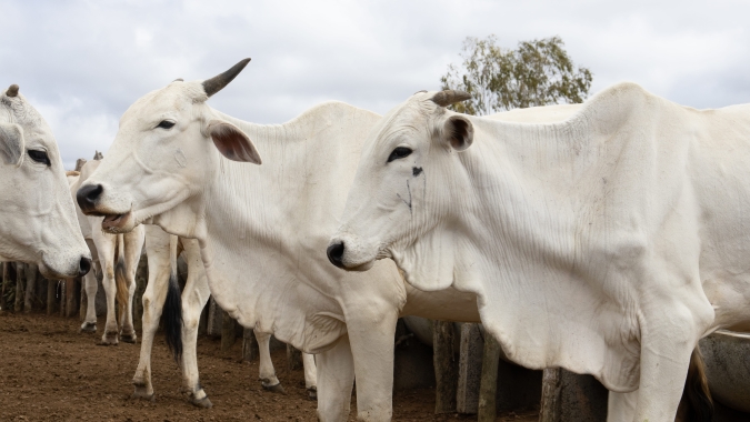 Agrobrazil: Pará apresenta alta significativa em relação ao dia anterior com negociações  a R$ 310,00/@