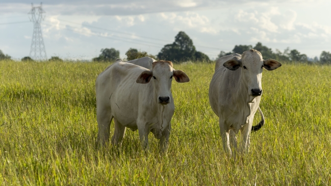 Agrobrazil: Negócio captados em SP têm média de R$316,57