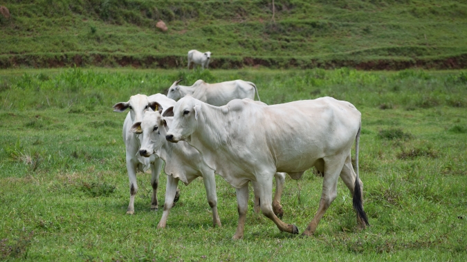 Agrobrazil: Abertura da semana apresenta um mercado com viés de alta em praças importantes