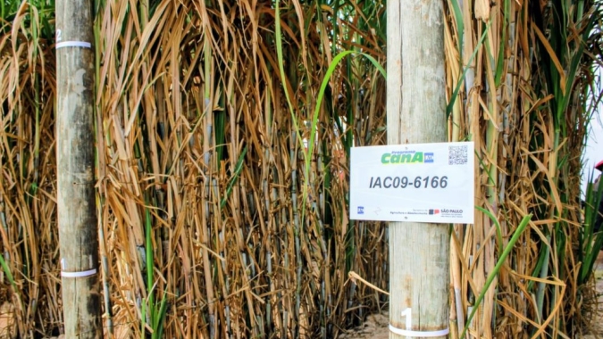 IAC apresenta novas variedades de cana e amendoim